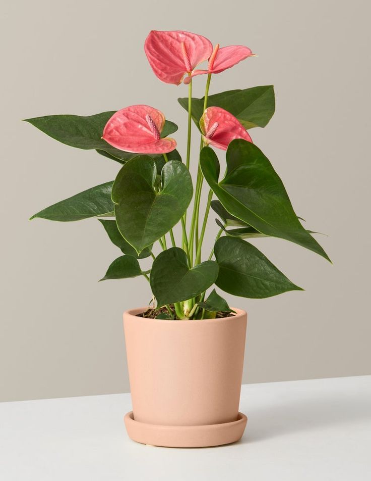 Anthurium