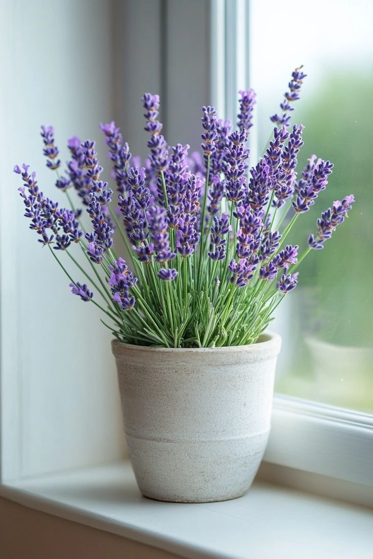 Lavender