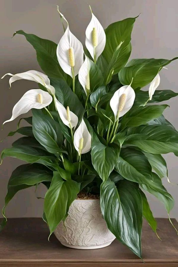 Peace Lily