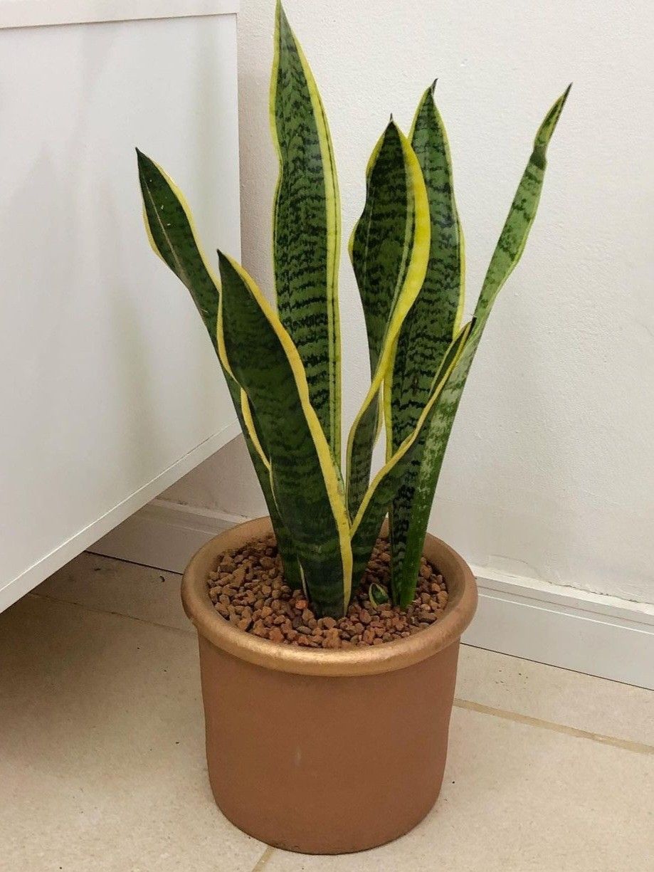 Snake Plant